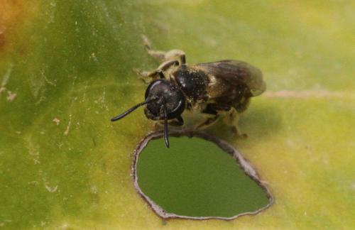 Lasioglossum sp.